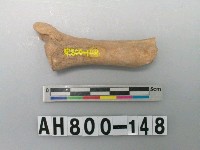 藏品(獸骨殘骸)的圖片